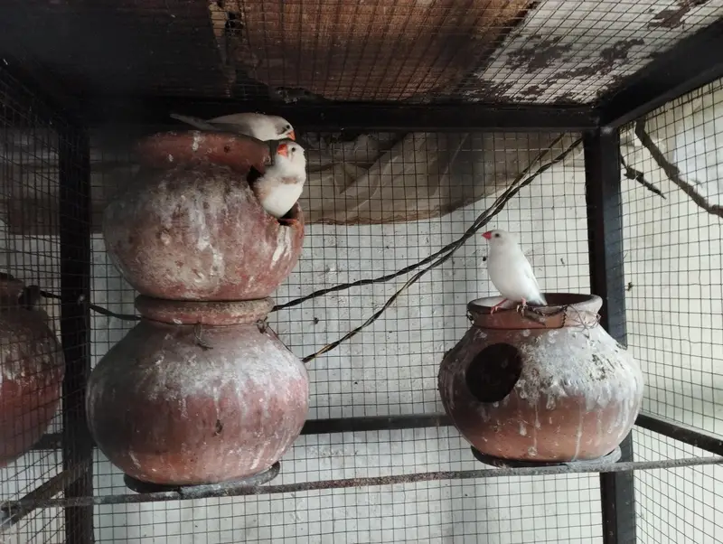 Birds cage with birds — photo 4