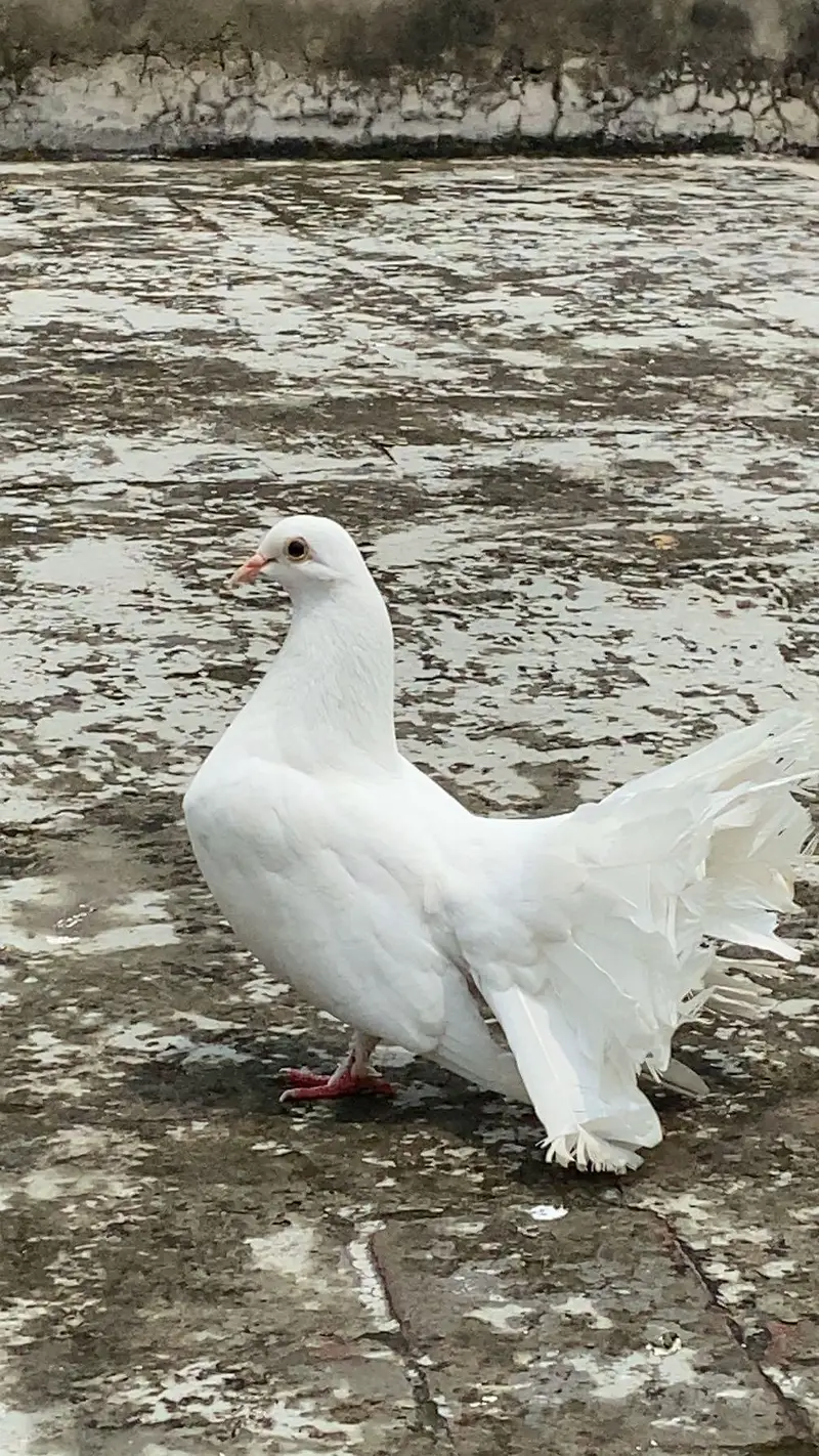 pairrr — photo 2