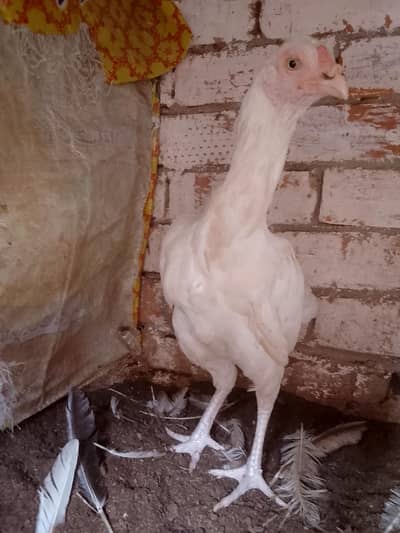 aseel heera murgi