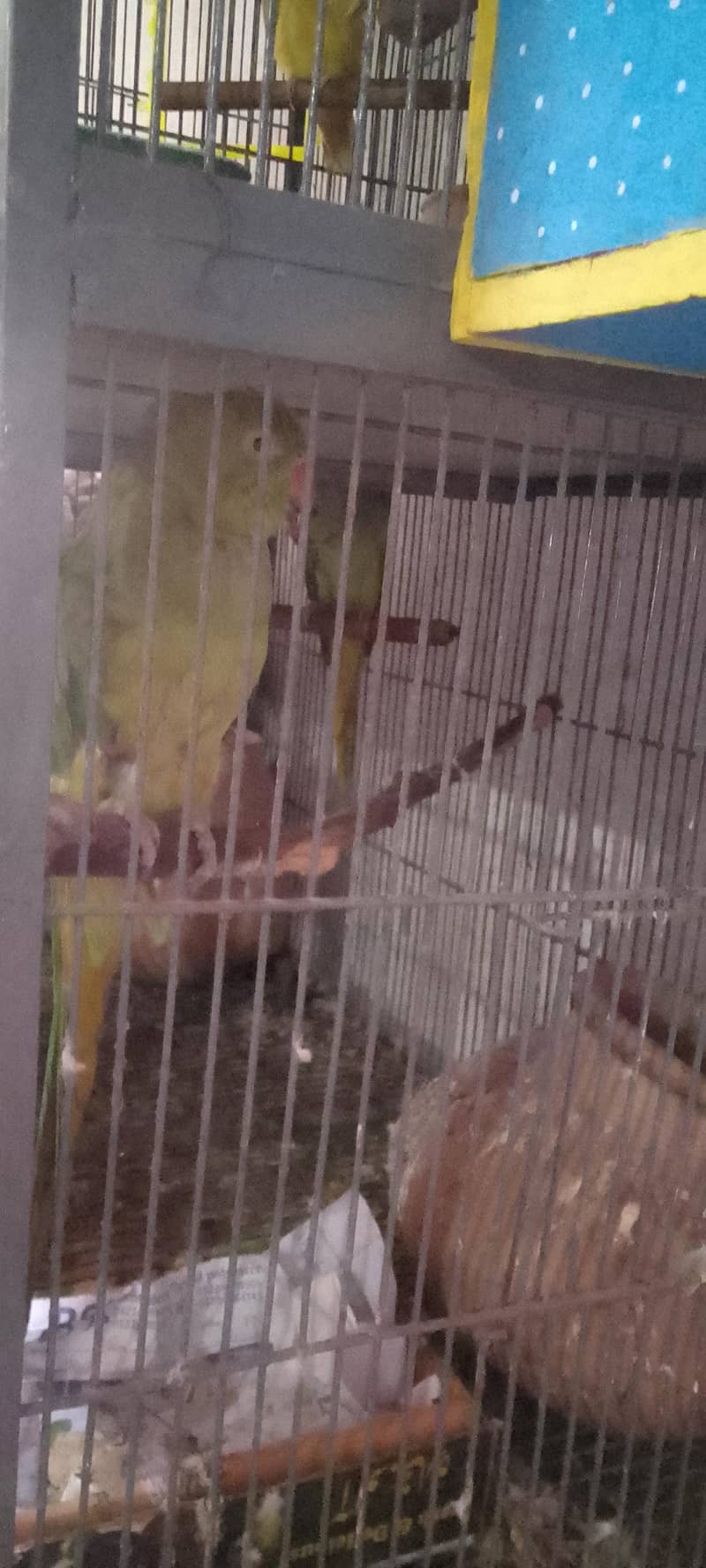 parots 0