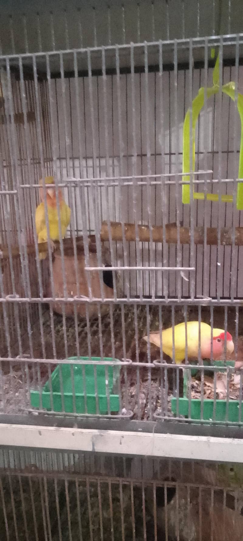 parots 1