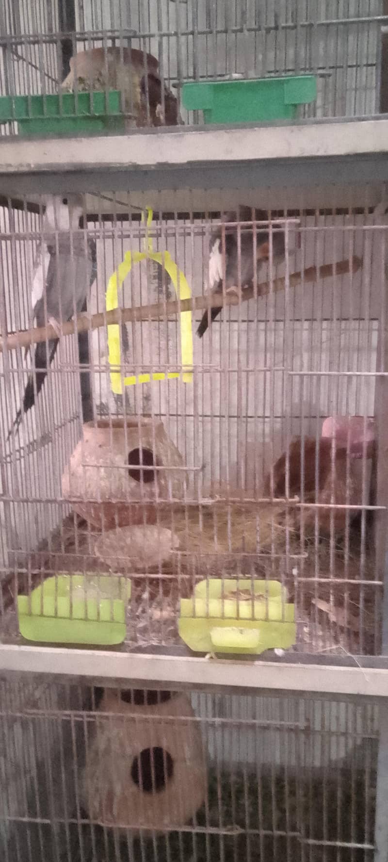 parots 2
