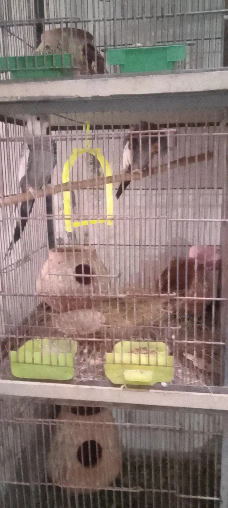 parots — photo 3