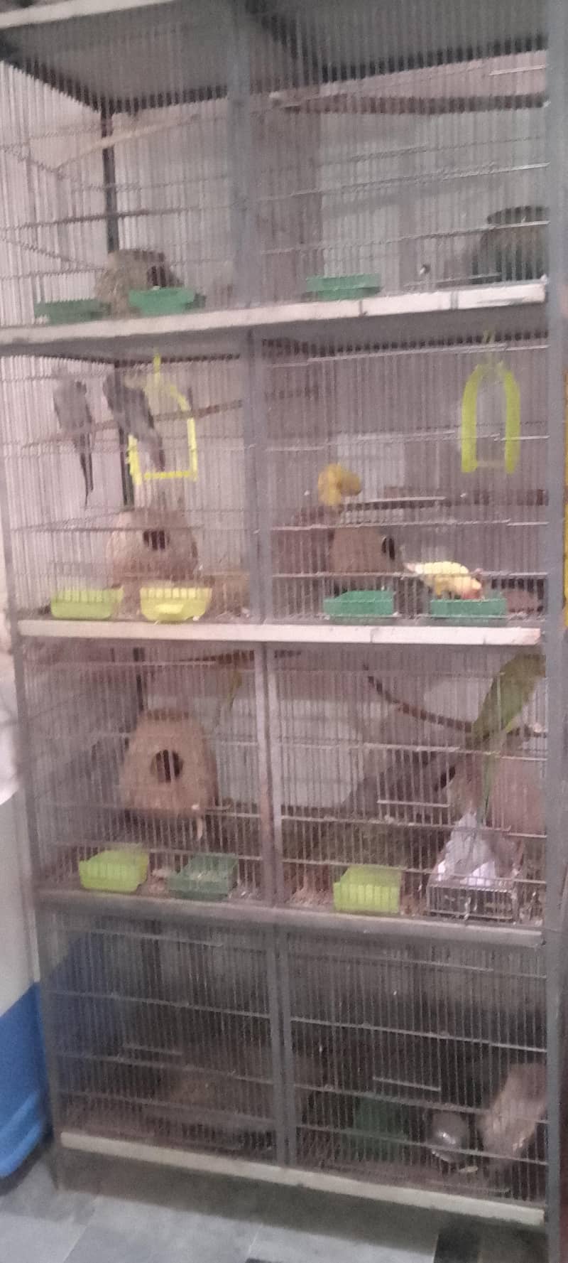 parots 3