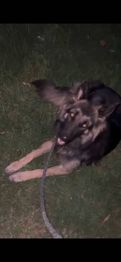 Family dog