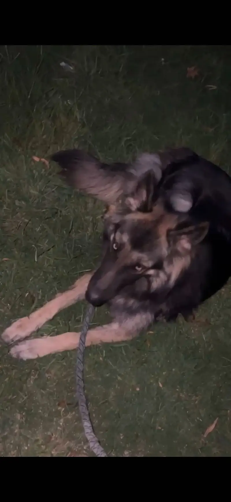 Family dog — photo 2