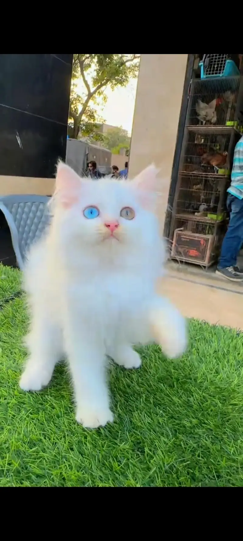 Persian cat for sale male or female my WhatsApp 317=14=11=573 — photo 3