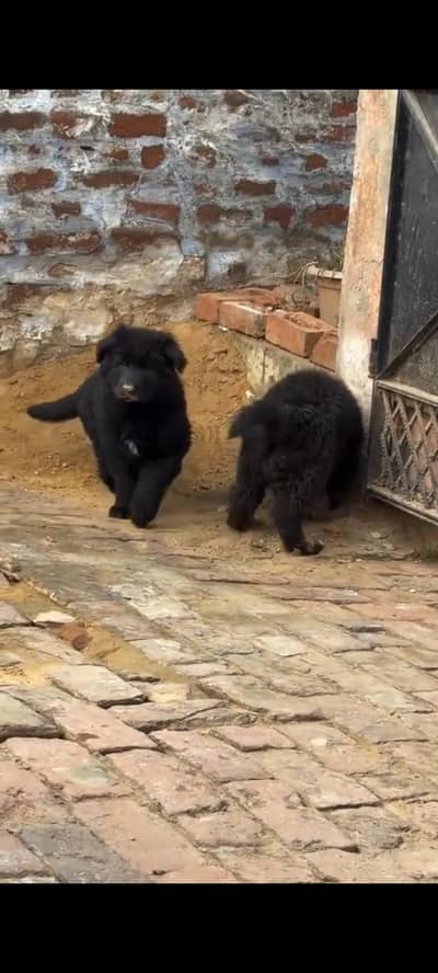 German Shepherd baby for sale male or femalemy WhatsApp 317=14=11=573
