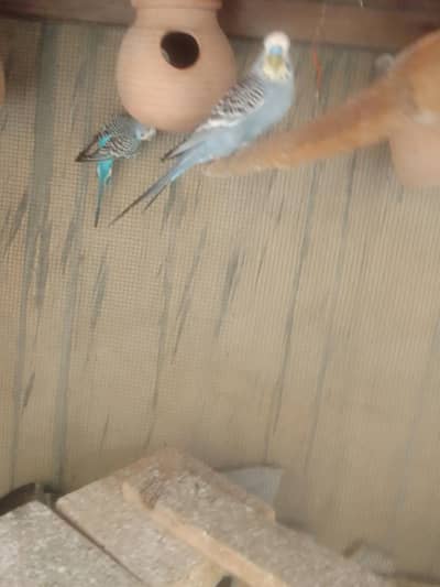 Rambo bajri birds