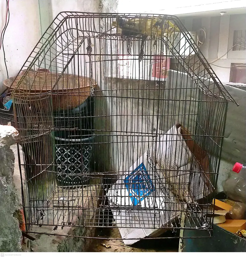 Large Size Birds Cage – Budget Price | Rs. 800 Final — photo 2