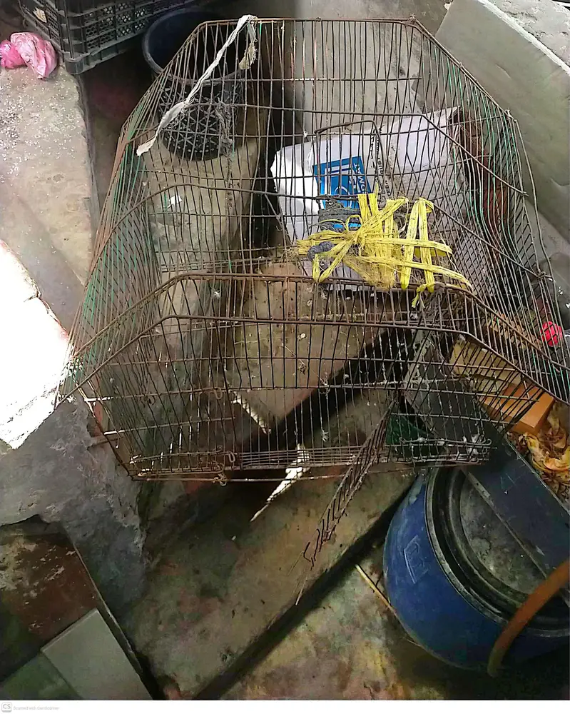  Large Size Birds Cage – Budget Price | Rs. 800 Final — photo 3