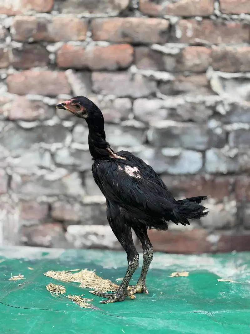 Panus pakoye chicks — photo 3