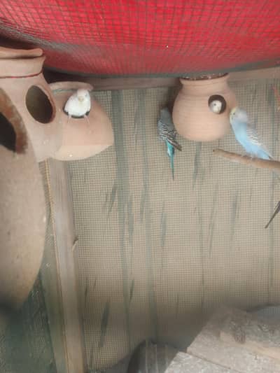 Rambo bajri birds