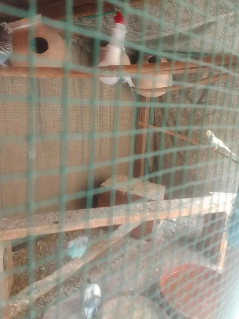 Rambo bajri birds — photo 2