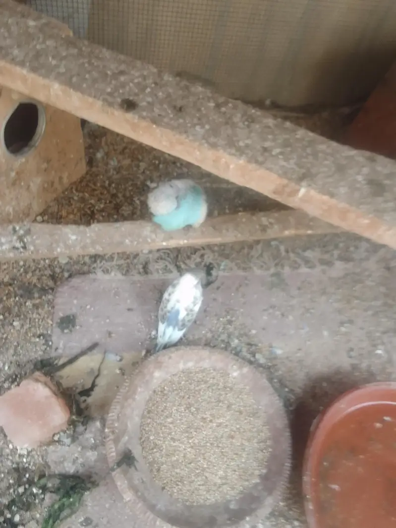 Rambo bajri birds — photo 3