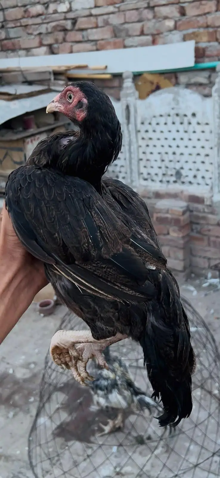 achi madi hai loang tell my munaseeb qeemat hai — photo 2
