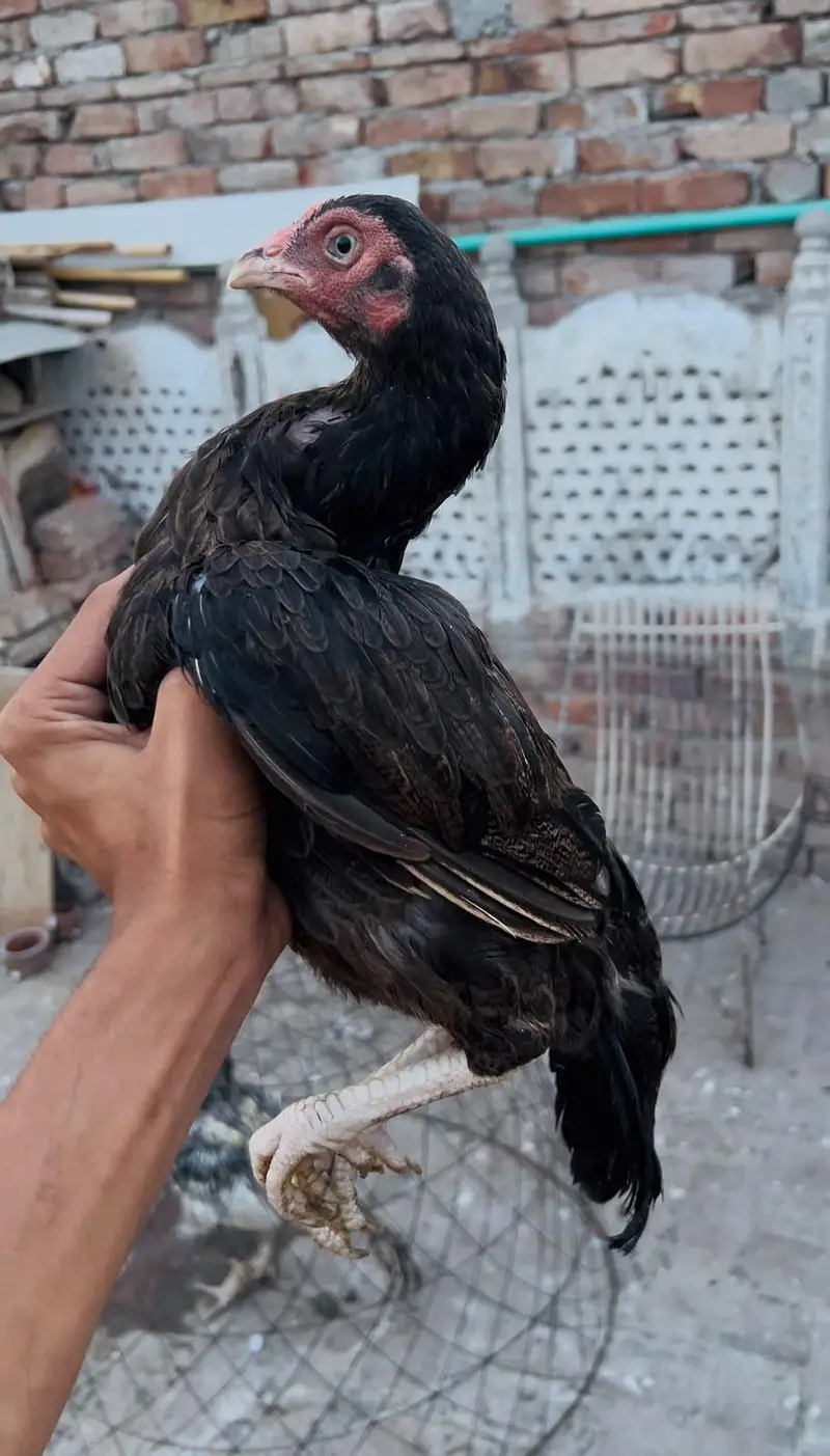 achi madi hai loang tell my munaseeb qeemat hai — photo 3