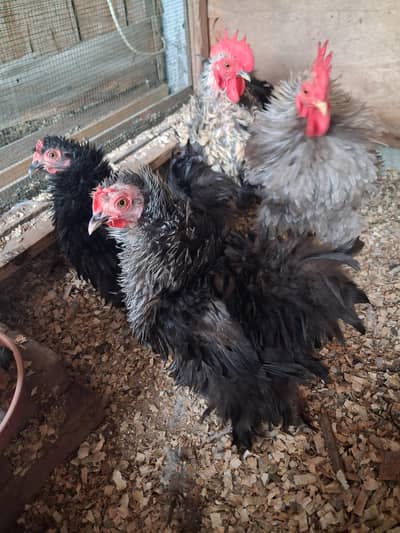 frizzle bantam for sale