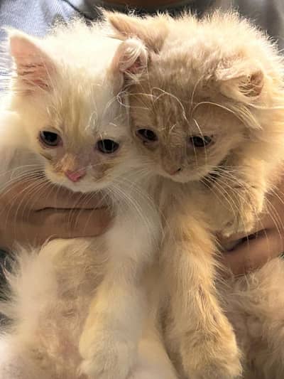 Beautiful Persian Kitten for Sale 