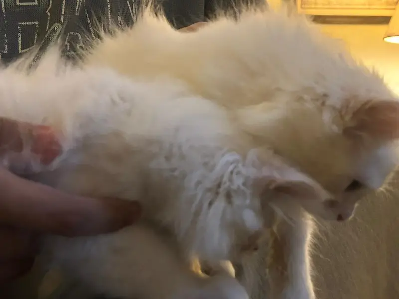 Beautiful Persian Kitten for Sale  — photo 2