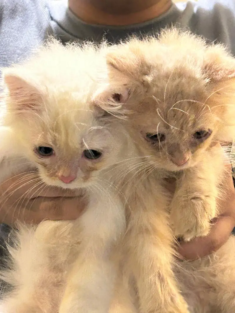 Beautiful Persian Kitten for Sale  — photo 3
