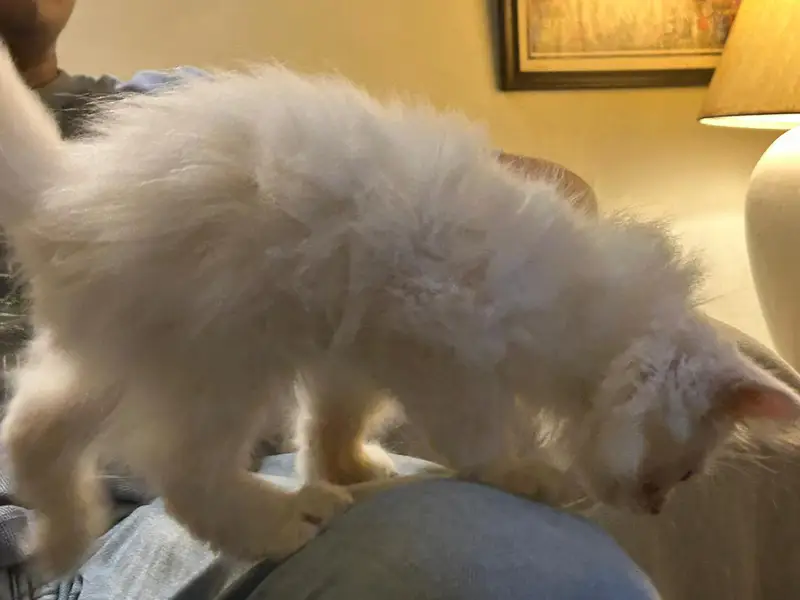 Beautiful Persian Kitten for Sale  — photo 4