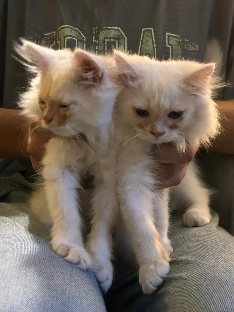 Beautiful Persian Kitten for Sale  — photo 5