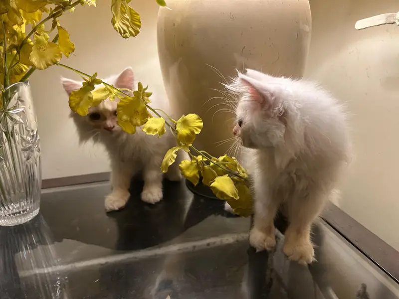 Beautiful Persian Kitten for Sale  — photo 6