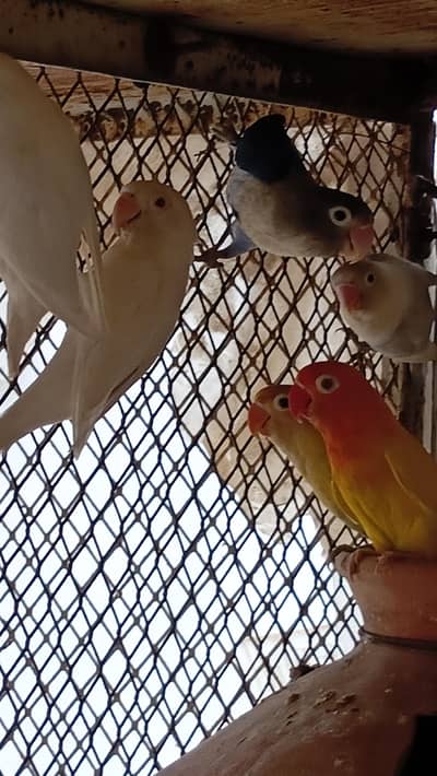 Confirmed Breeder Pairs for sale