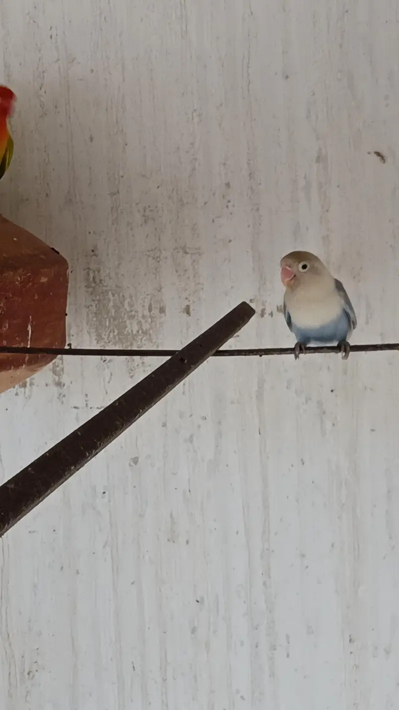 Confirmed Breeder Pairs for sale — photo 2