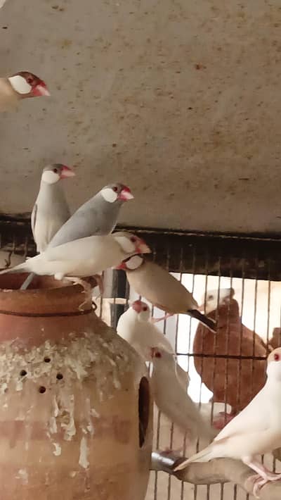Confirmed Breeder Pairs for sale
