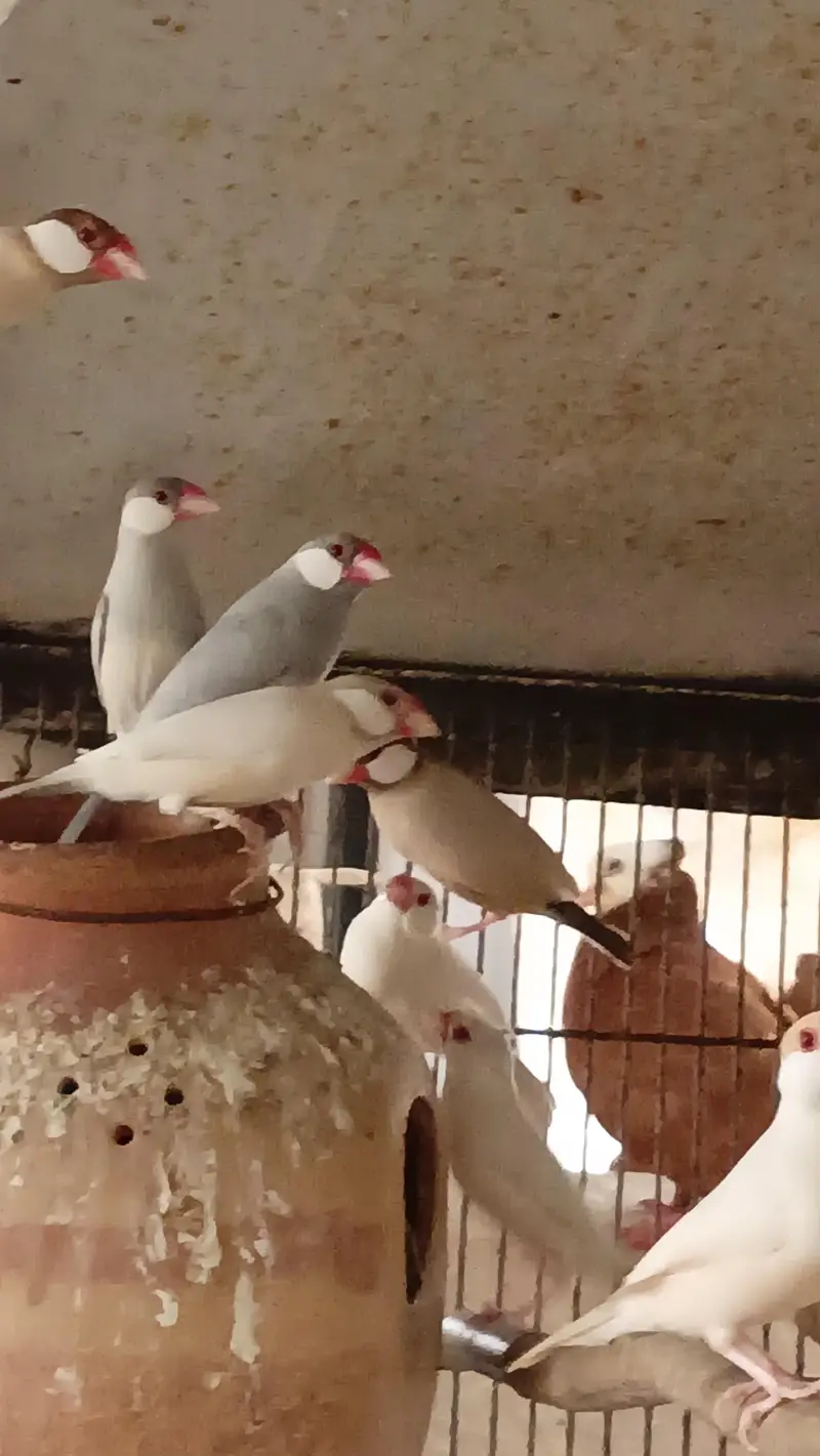 Confirmed Breeder Pairs for sale — photo 3