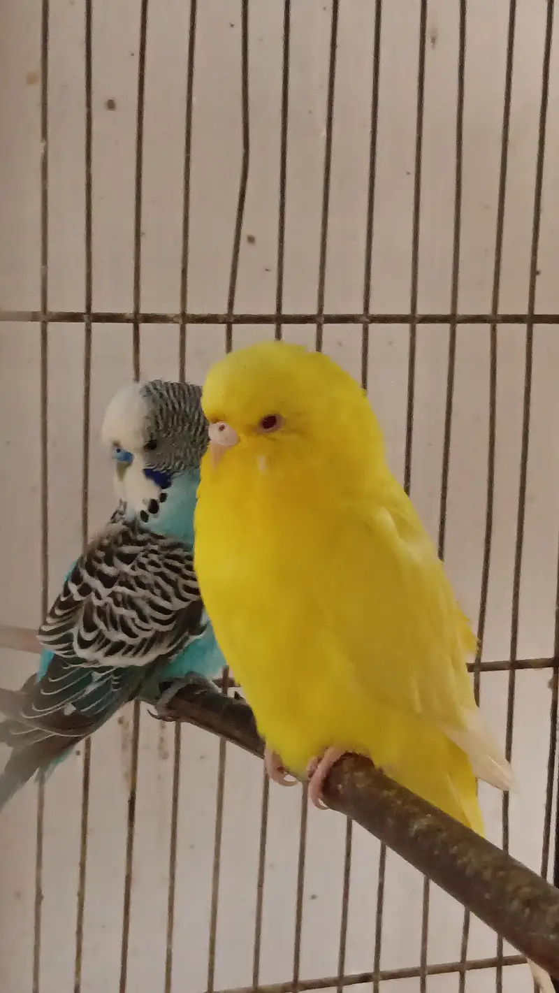 Confirmed Breeder Pairs for sale — photo 5