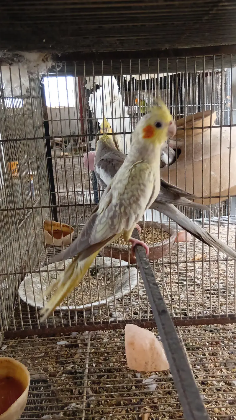 Confirmed Breeder Pairs for sale — photo 6