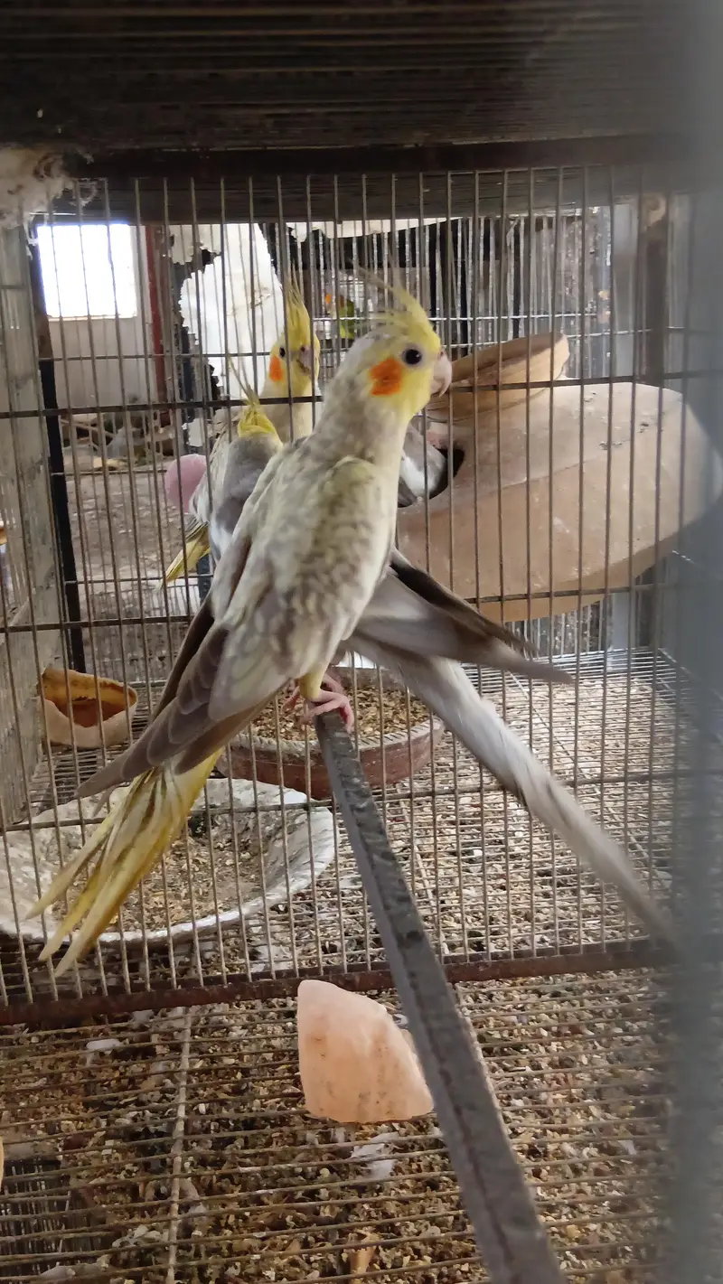 Confirmed Breeder Pairs for sale — photo 7