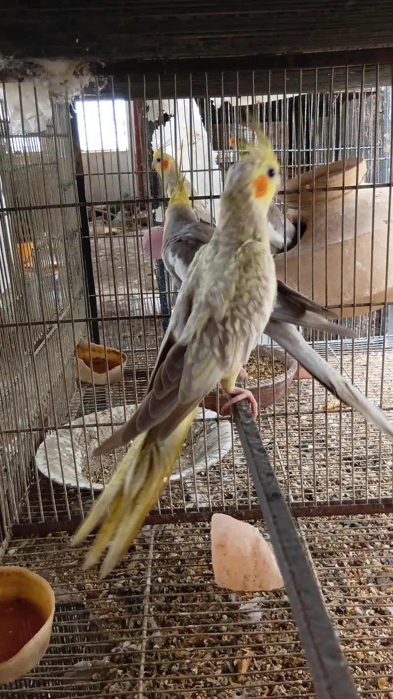 Confirmed Breeder Pairs for sale — photo 8