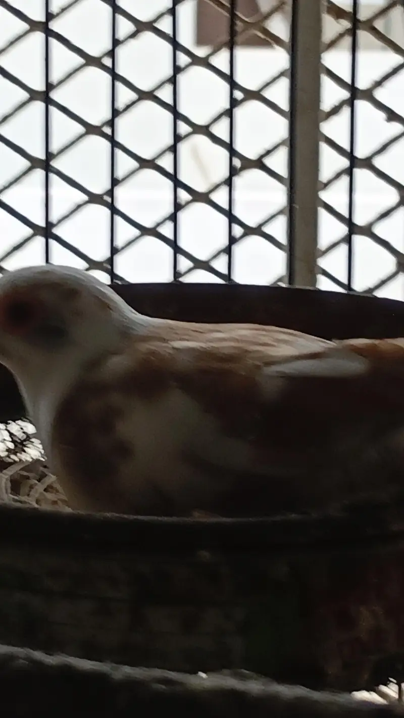 Confirmed Breeder Pairs for sale — photo 10