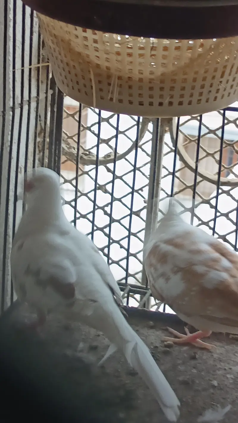 Confirmed Breeder Pairs for sale — photo 11