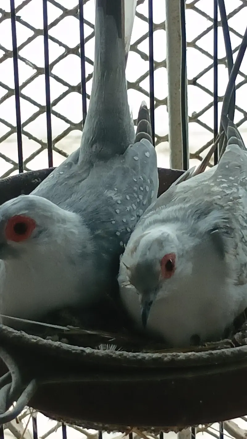Confirmed Breeder Pairs for sale — photo 12