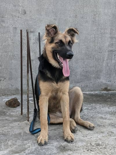 beautiful dog
