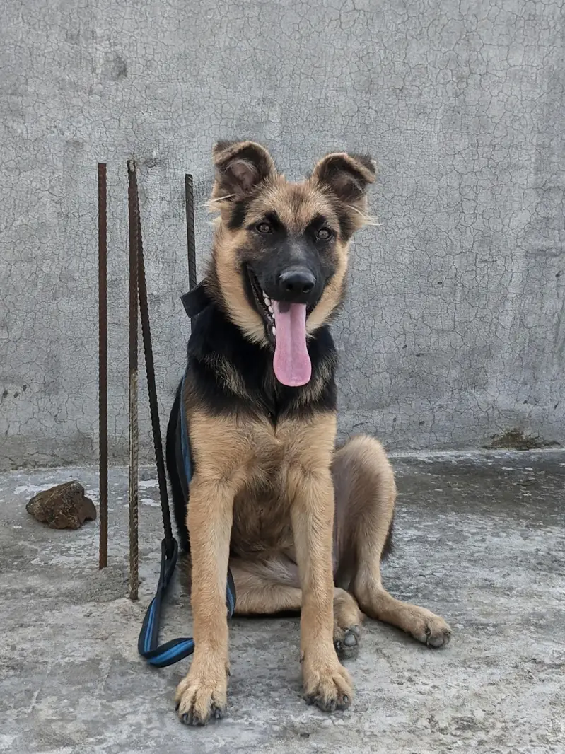 beautiful dog — photo 2