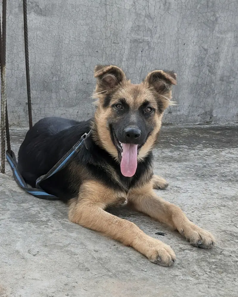 beautiful dog — photo 3
