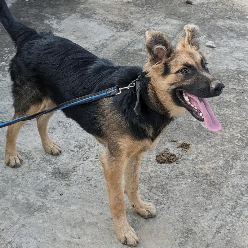 beautiful dog — photo 4