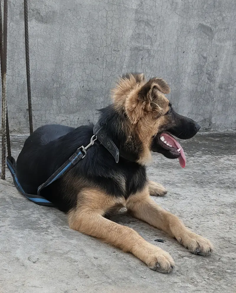beautiful dog — photo 5