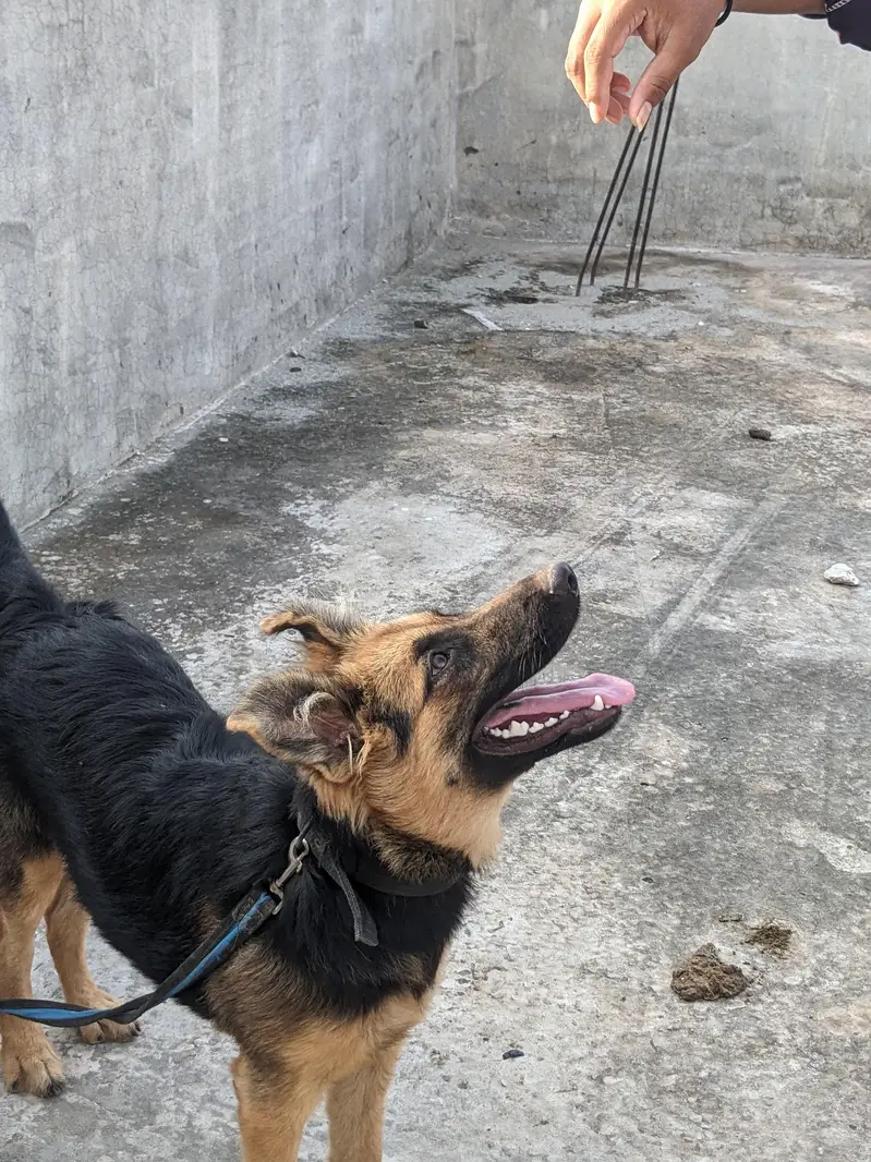 beautiful dog — photo 6