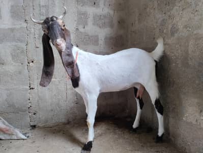 2 female pregnant and 3 male quality goats