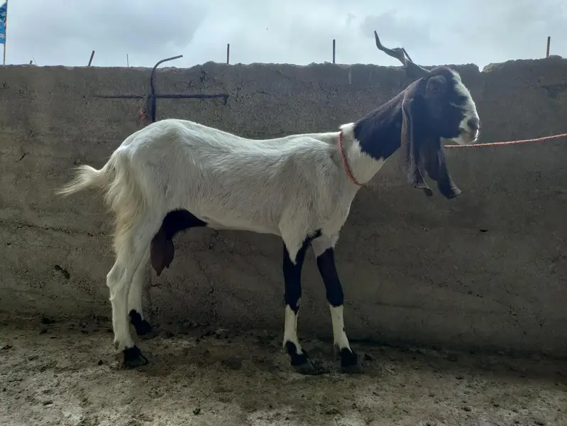 2 female pregnant and 3 male quality goats — photo 2
