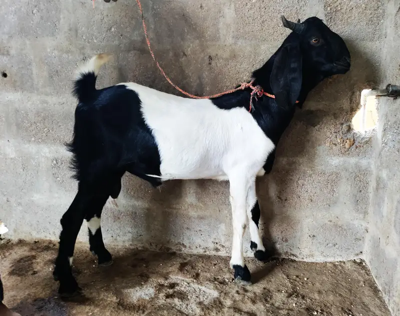 2 female pregnant and 3 male quality goats — photo 3