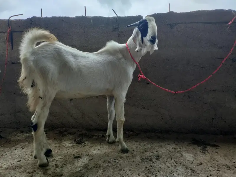 2 female pregnant and 3 male quality goats — photo 4