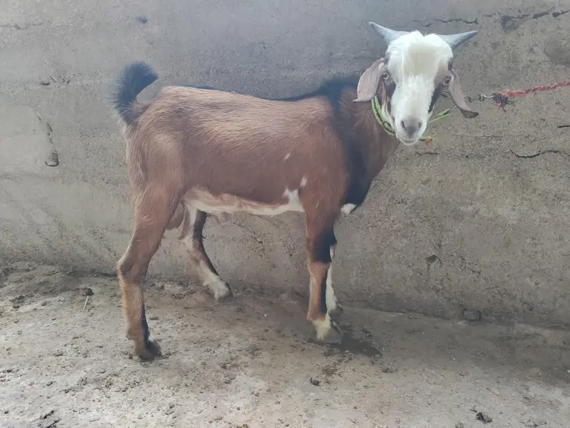 2 female pregnant and 3 male quality goats — photo 5